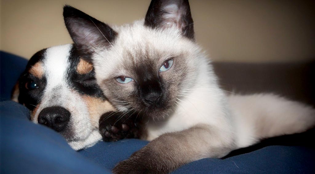 Siamese cat lying next to dog