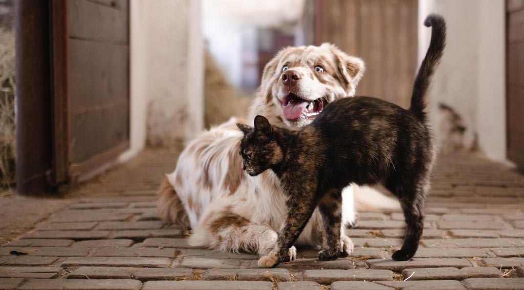 Cat walking in front of reclining dog