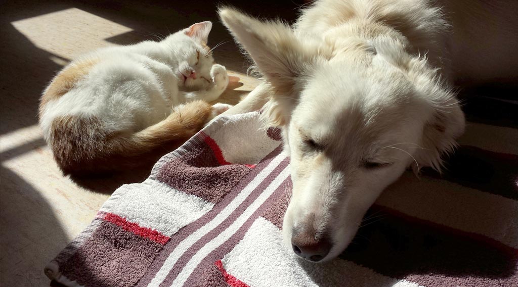 Sleeping cat and dog