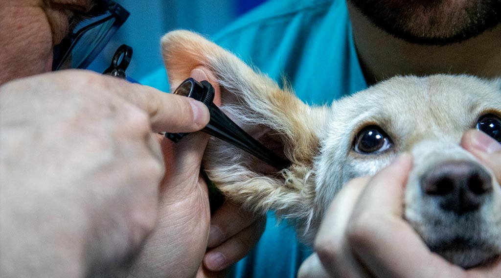 Dog having ear exam