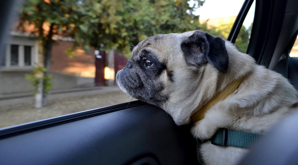 Pug dog with chin resting on a car window frame