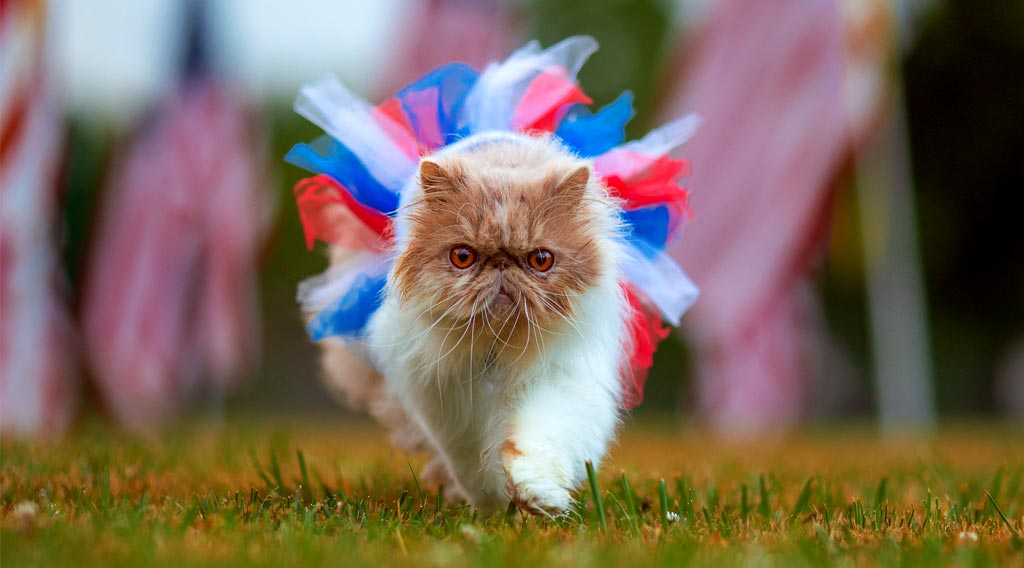 Cat in red, white and blue costume with American flags in the background