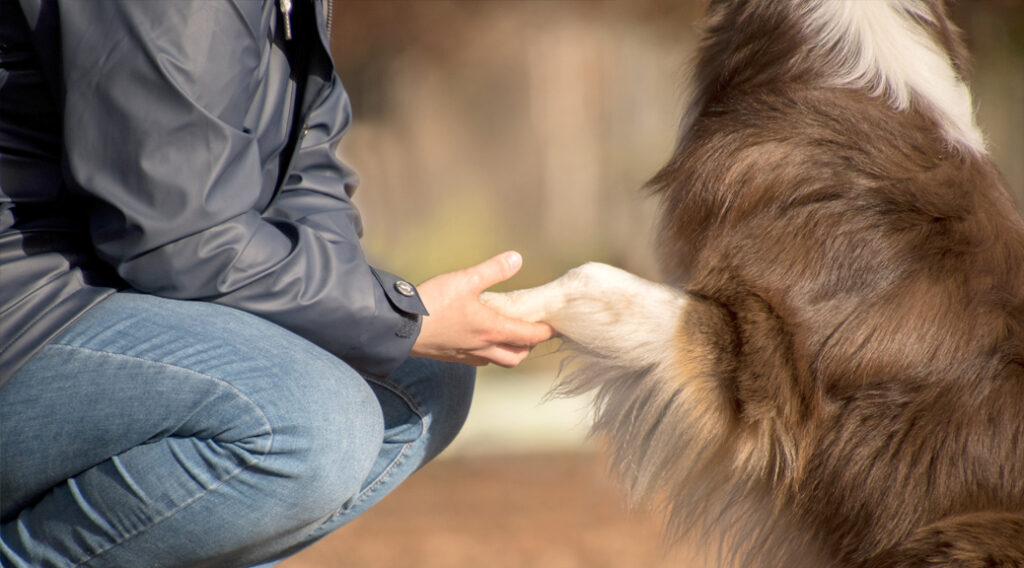 Pet owner shaking hands with ddog