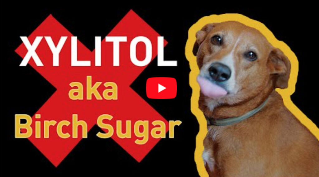 Dog looking at camera next to the word xylitol superimposed over a large red X