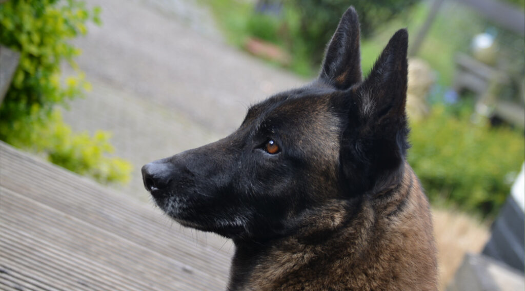 Belgian Malinois