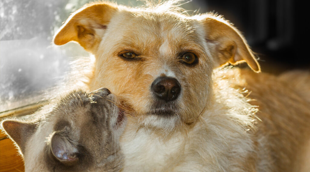 Cat licking dog's face