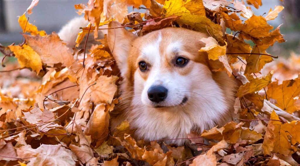 Corgi emerging from a pile of autumn leaves