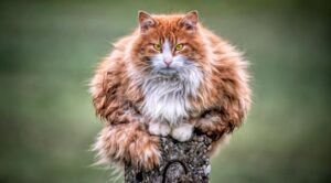 Overweight cat sitting on top of a post