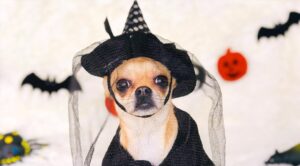 Chihuahua dressed as a witch for Halloween