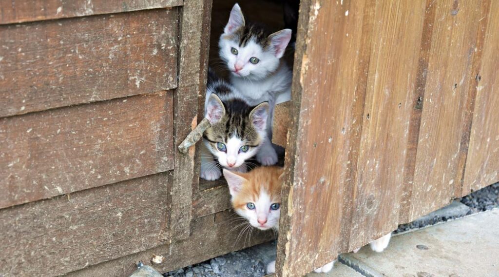 Three kittens looking out a door