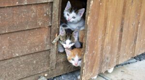 Three kittens looking out a door