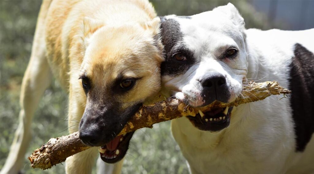 Two dogs chewing on a stick