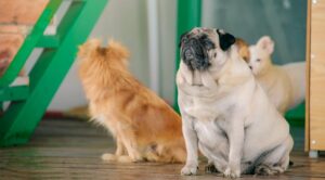 Pug dog with two other dogs in the background