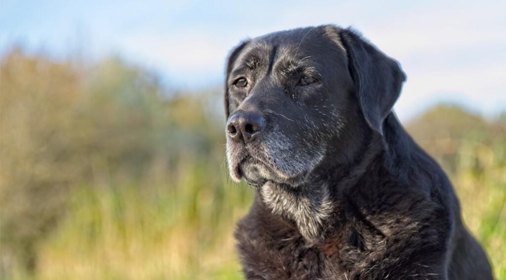 Black Labrador retriever with graying muzzle