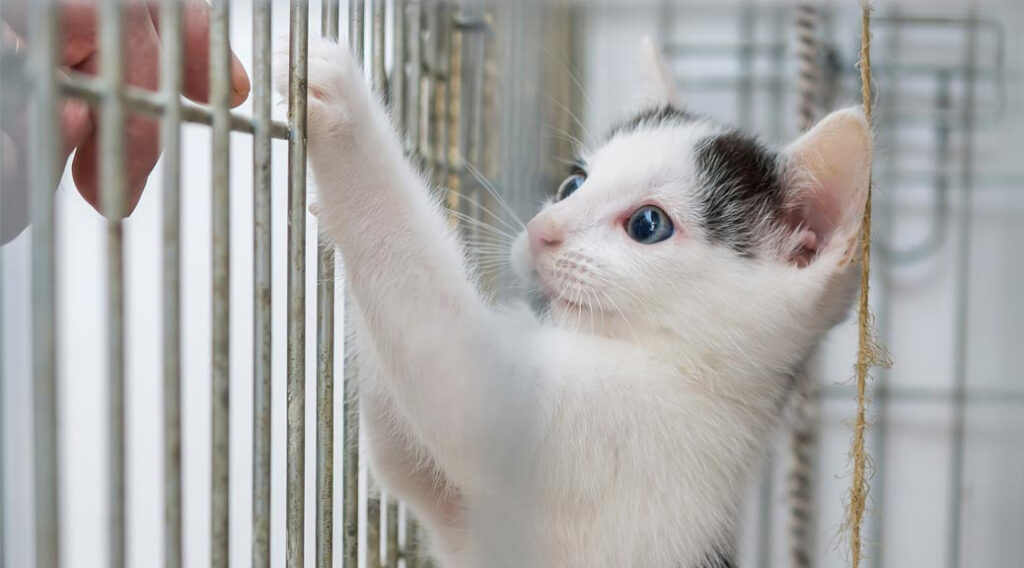 Cat inside shelter cage reaching for a man's fingers outside the cage