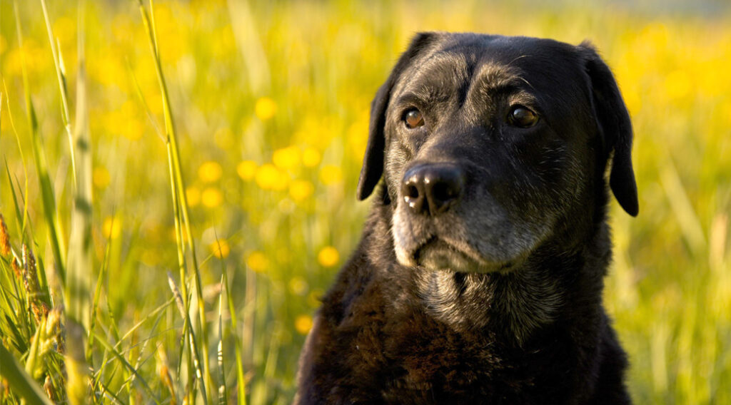 Black Labrador Retriever with graying muzzle