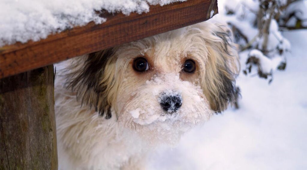 Dog with snow on its face