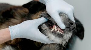 Gloved hands pulling back a dogs upper lip to examine teeth