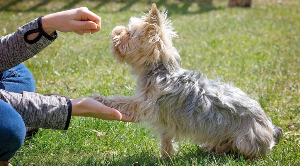 Woman's hands offering attentive dog a treat while training