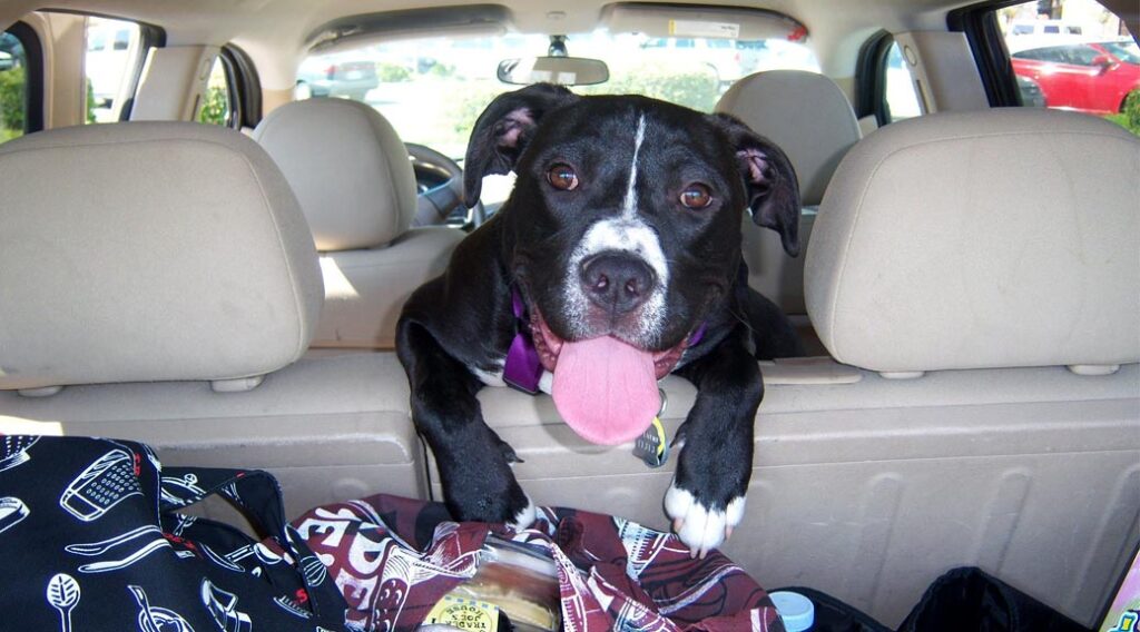 Dog looking over the back seat of an SUV