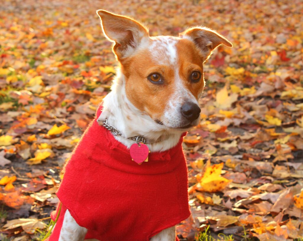 Dog in red sweater with autumn leaves in background