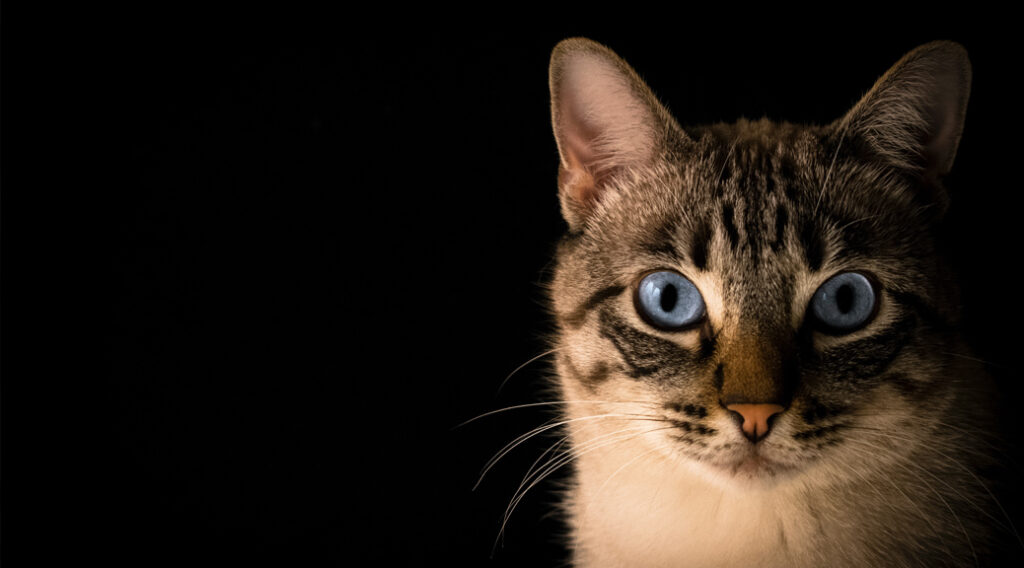 Blue-eyed cat