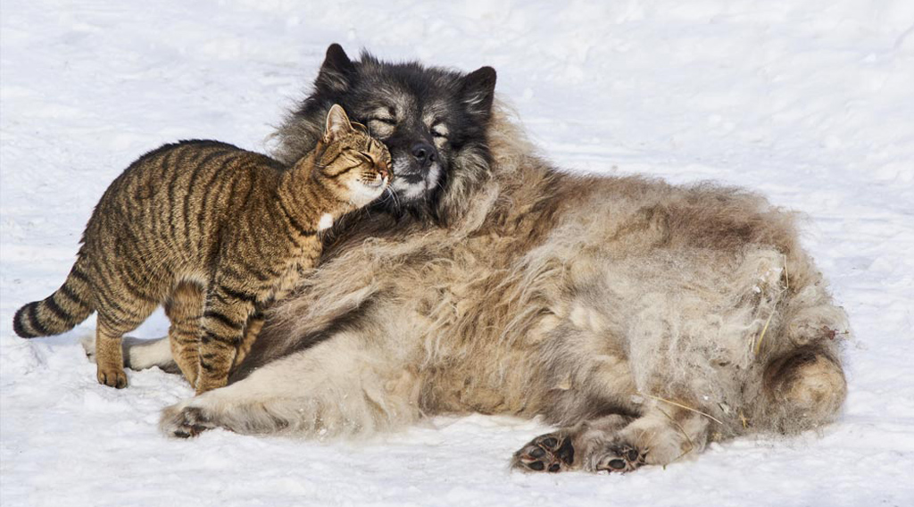 Cat snuggling with dog in snow