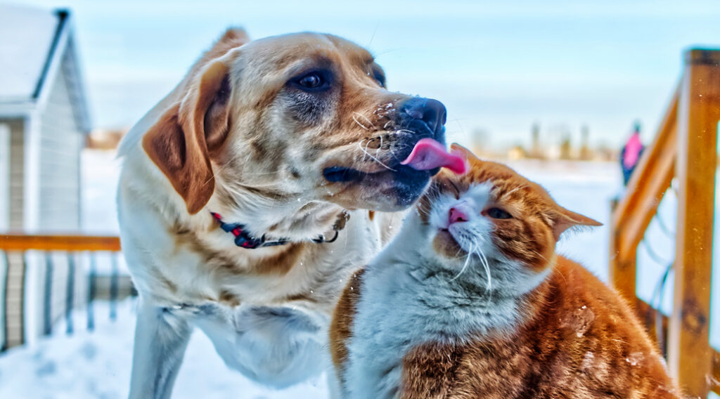 Dog licking a cat