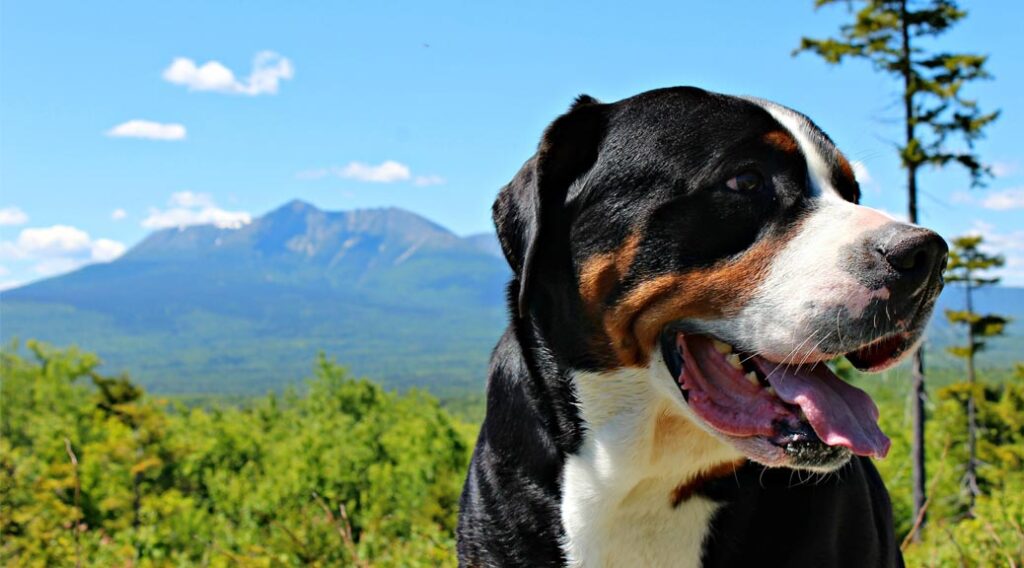 Greater Swiss Mountain Dog