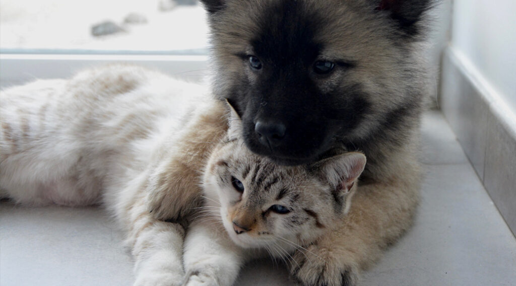 Puppy resting its head on a kitten's head as they snuggle