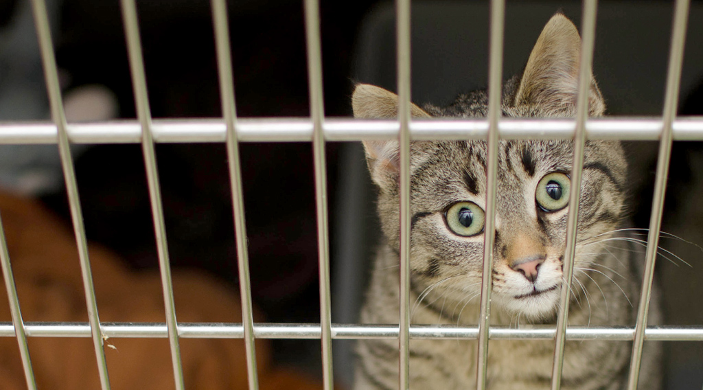 Cat looking out from inside a crate