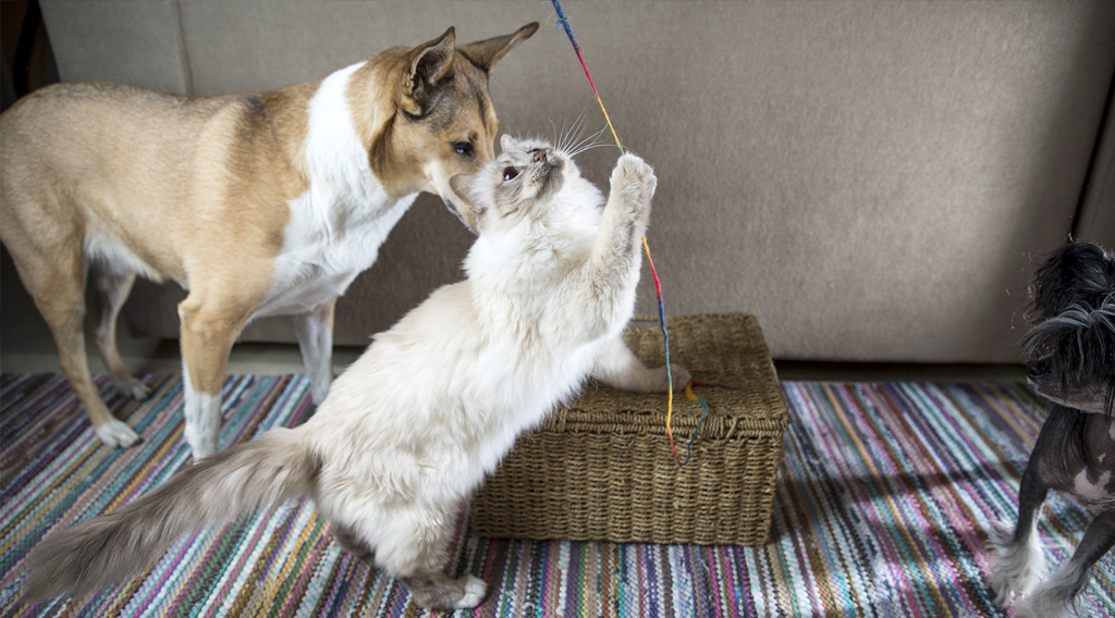 Cat playing with yarn while dogs watch