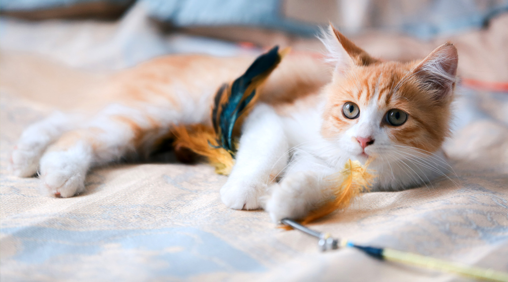 Kitten with feather toy