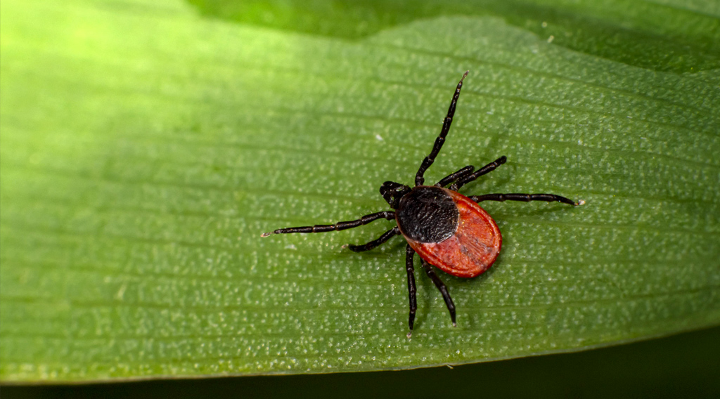 Deer tick