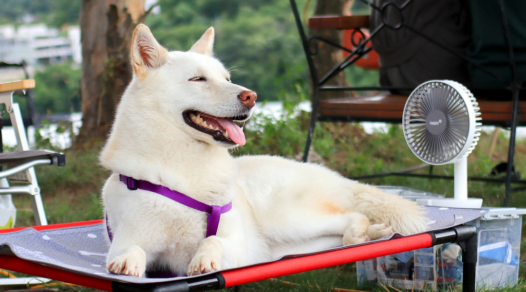 Dog on a bed with a battery powered fan keeping him cool