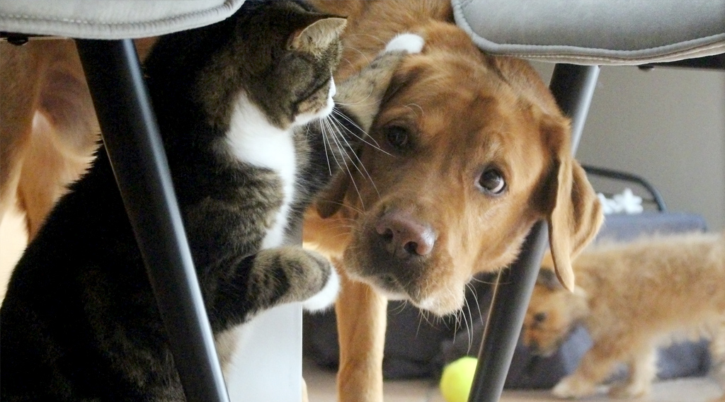 Dog and cat under chairs