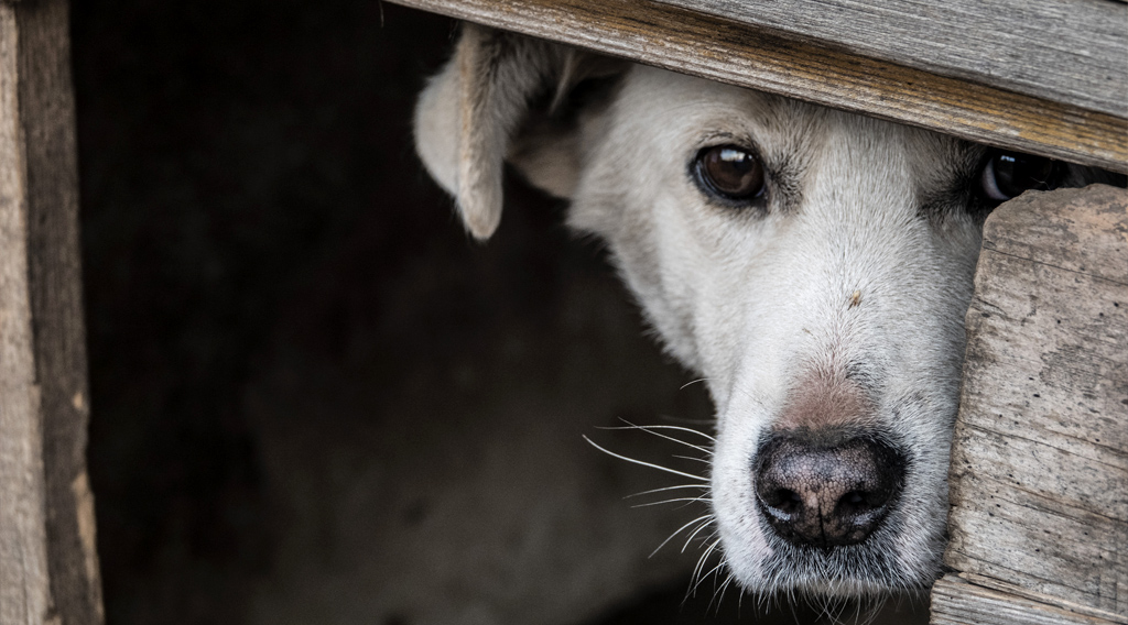 Dog looking out from a hiding place