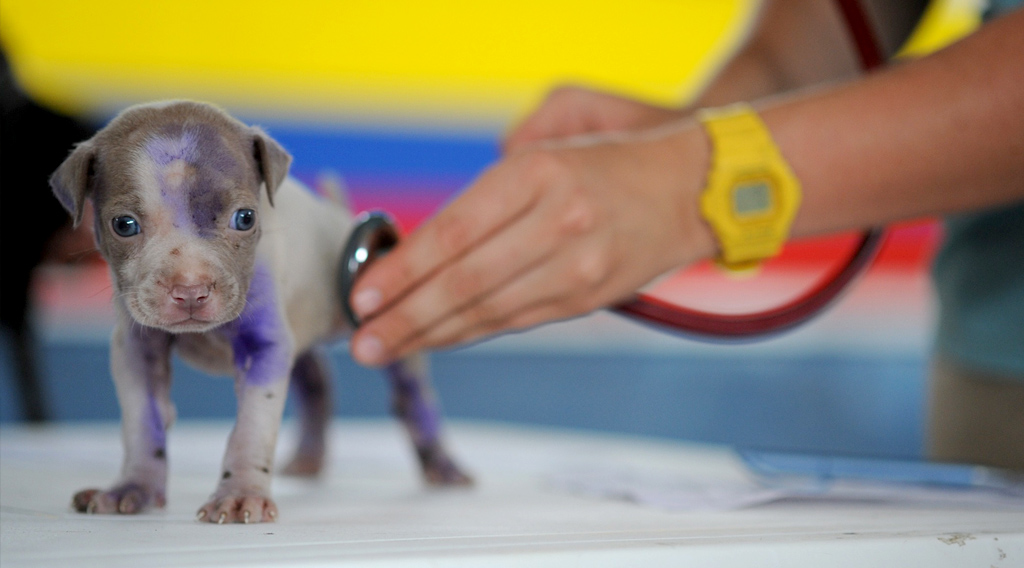 Hands holding stethoscope against small puppy