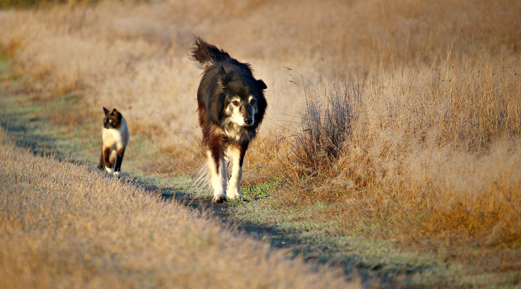 Cat and dog walking along a pathway through a field