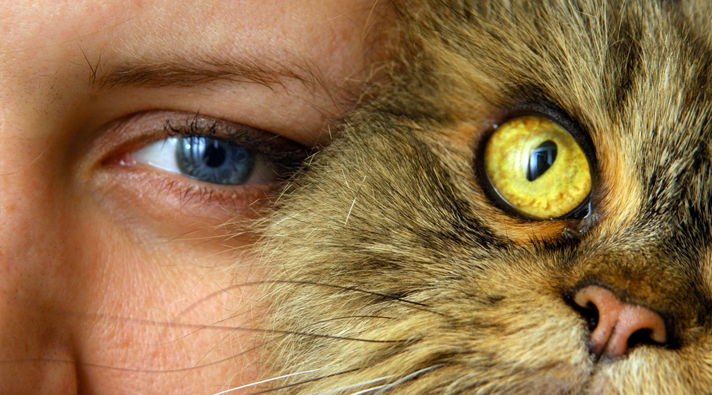 Close up of person's eye and cat's eye, side by side