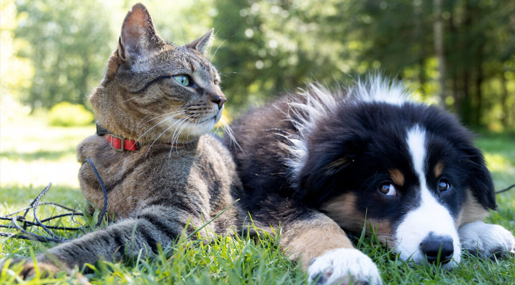 Cat and puppy lying side-by-side in the grass