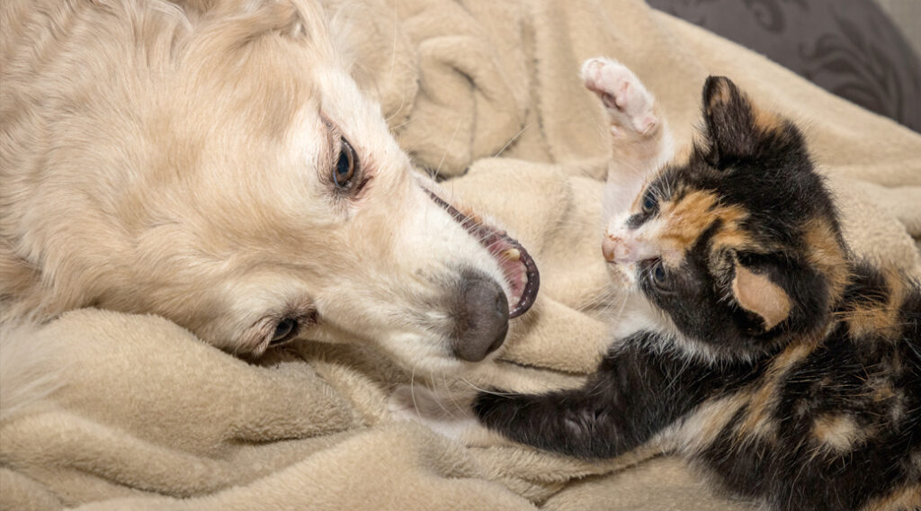 Dog and kitten playing together