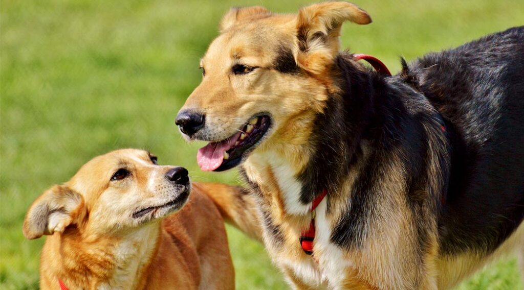 Two dogs standing side-by-side, with the smaller one looking up to the larger one