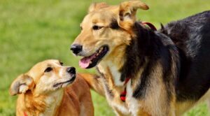 Two dogs standing side-by-side, with the smaller one looking up to the larger one