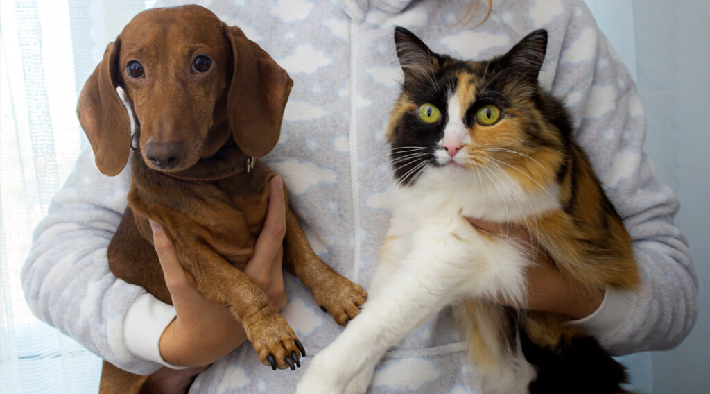 Dog and cat being held in someone's arms