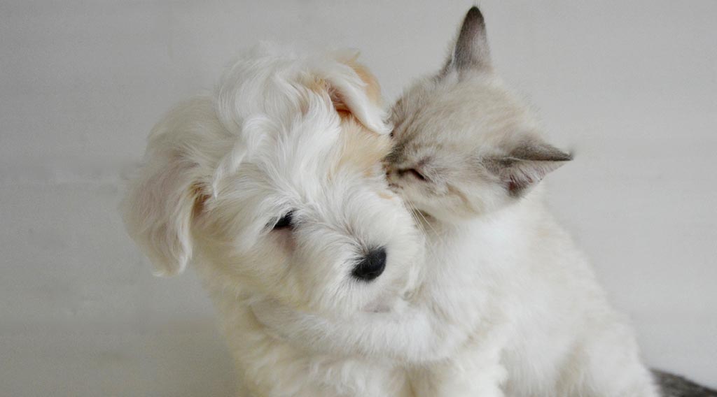 Kitten and puppy