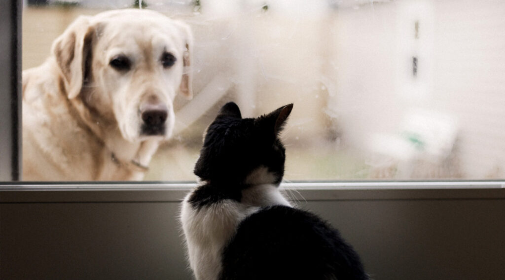 Dog looking through glass from outside at cat indoors