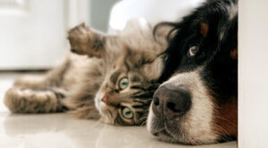 Cat and dog relaxing together on the floor