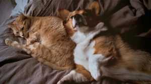 Cat and dog lying next to each other on a bed