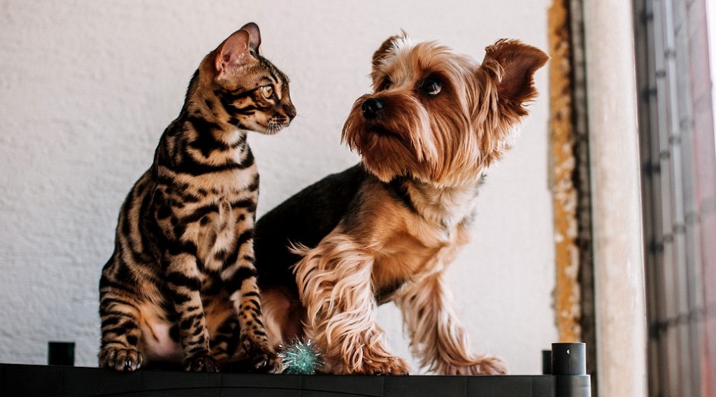 Dog and cat sitting side-by-side